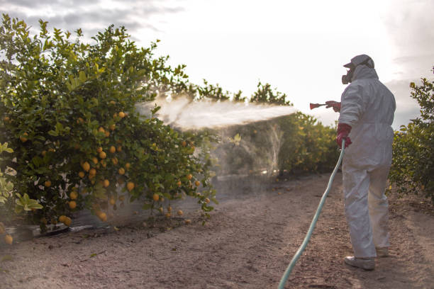 Insect Control in Belvedere, CA